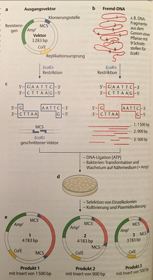 Klonierung Von Fragmenten Einer Genomischen DNA In Einen