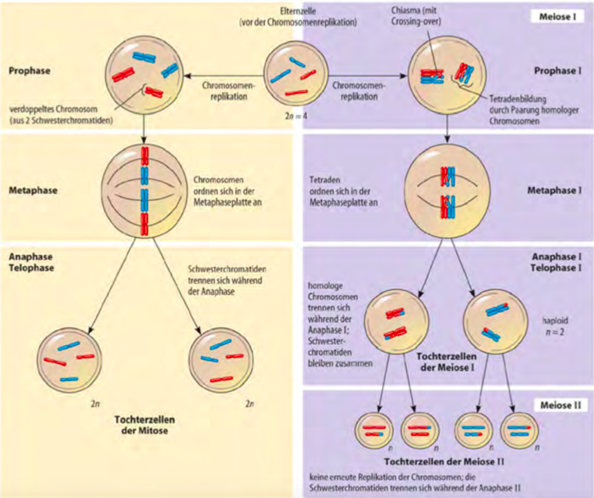 Vergleich Mitose Und Meiose Genetik Repetico