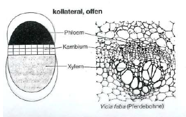 kollaterale Leitbündel verschiedene Typen und Vorkomm Botanik