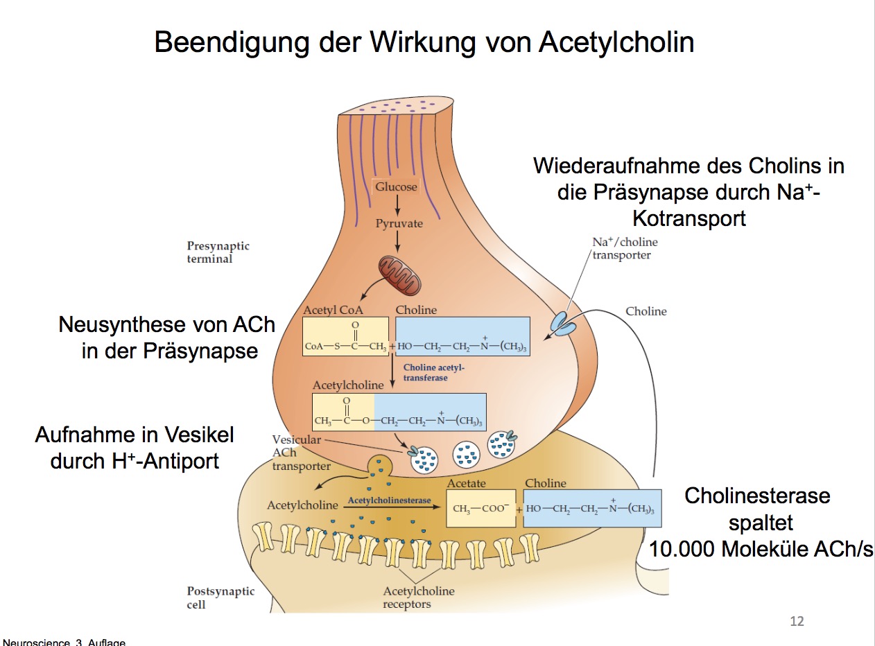 Beendigung Der Wirkung Von Acetylcholin Physiologie Vegetatives