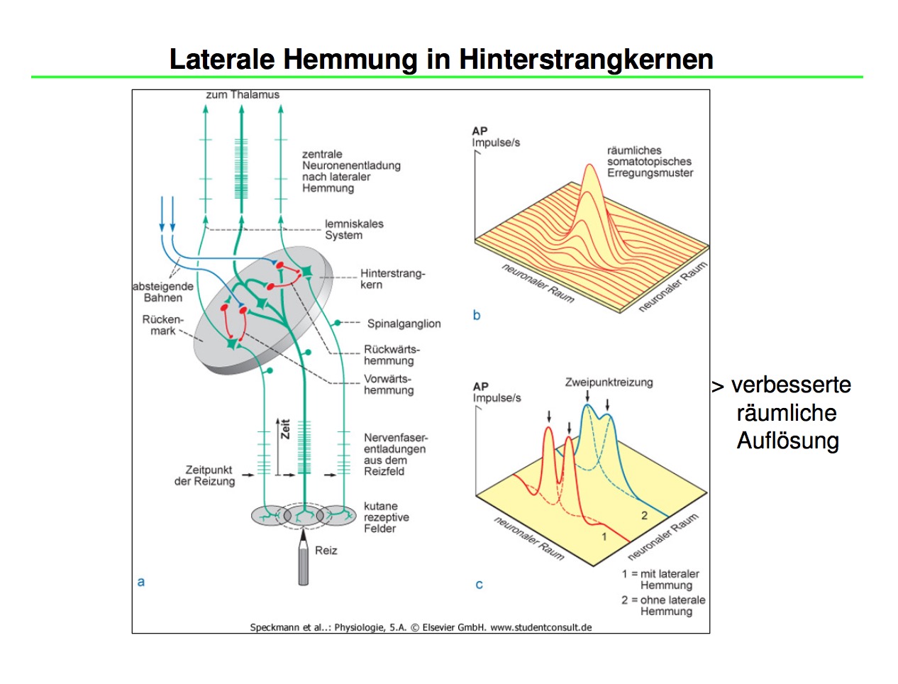 Laterale Hemmung In Hinterstrangkernen Was Versteht Man