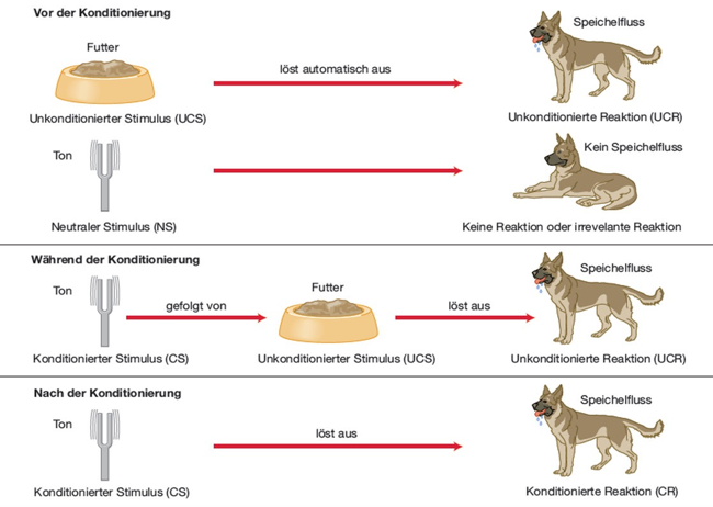 Ablauf Einer Klassischen Konditionierung Psychologie Repetico
