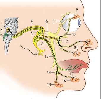 Vii Nervus Intermedio Facialis Neuroanatomie Repetico