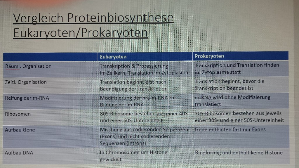 Vergleich Proteinbiosynthese Eukaryoten Prokaryoten Biologie Repetico