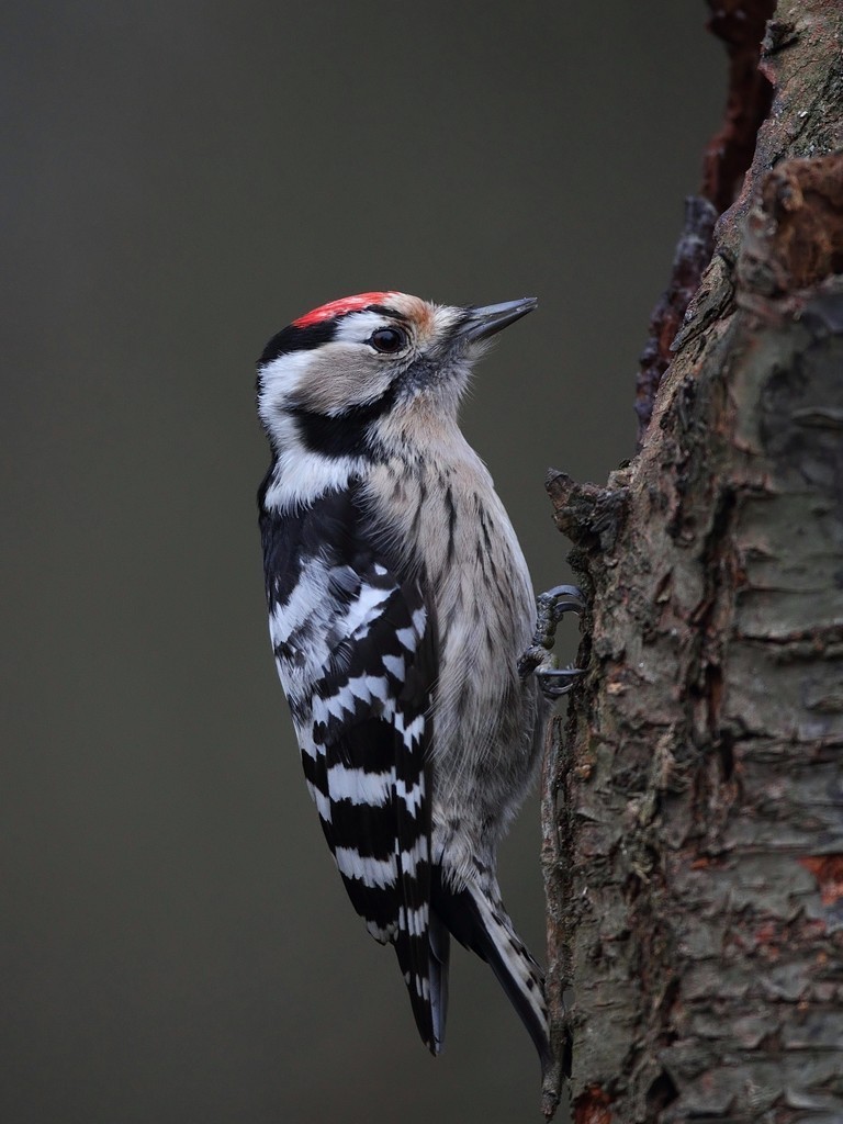 Vögel Aves Repetico