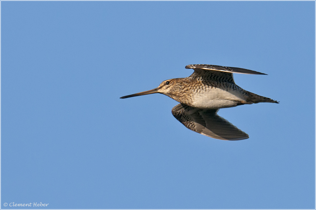  Wildbiologie BÜ Repetico