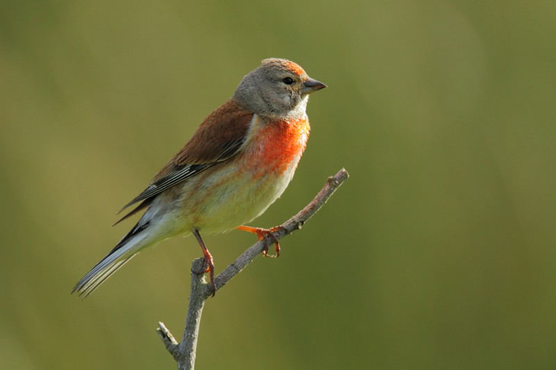  Vögel Aves Repetico