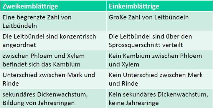 welche eigenschaften haben monokotyle einkeimblttrige botanik fragenkatalog - Einkeimblattrige Pflanzen Beispiele welche eigenschaften haben monokotyle einkeimblttrige botanik fragenkatalog - Einkeimblattrige Pflanzen Beispiele