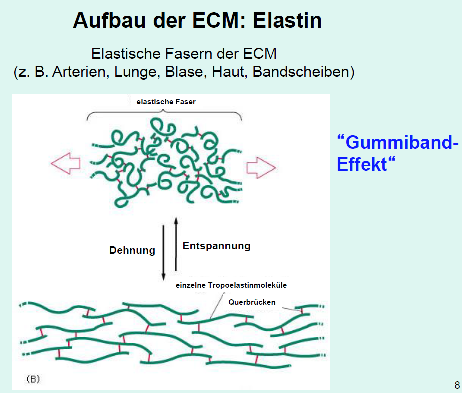 Aufbau von Binde, Stützgewebe Stützgewebe Repetico