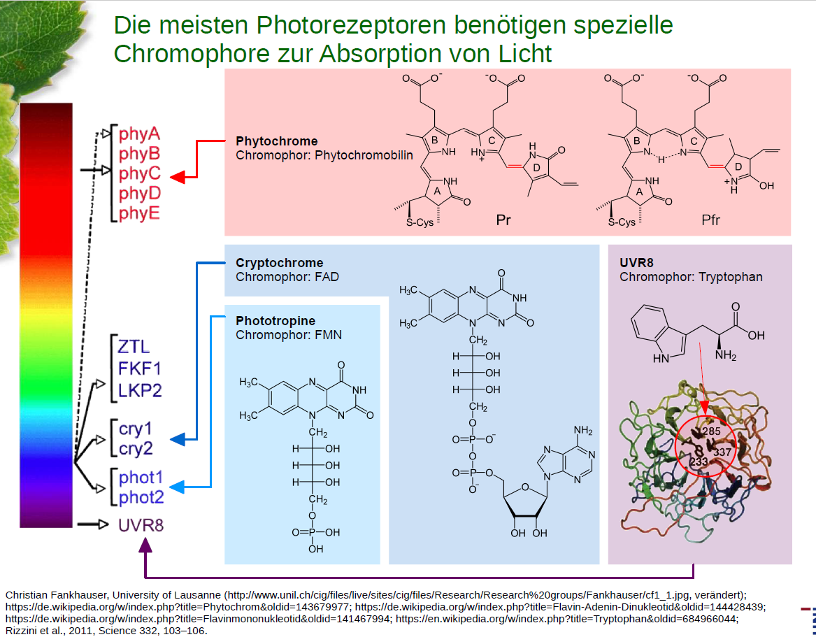 Aus Der Vl Photorezeptoren Mit Ihren Chromophoren Abb