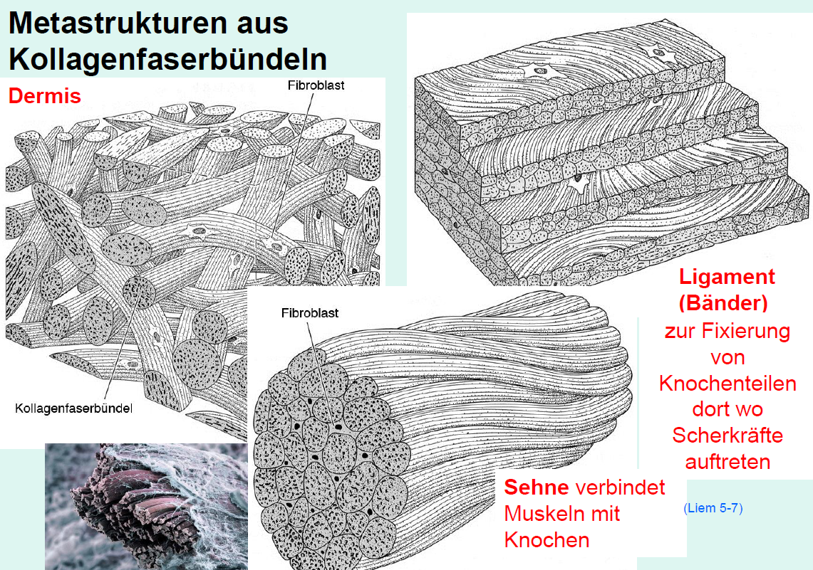 Aufbau von Binde, Stützgewebe Stützgewebe Repetico