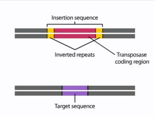 Transposons | Klassische Genetik, Grundbegriffe | Repetico