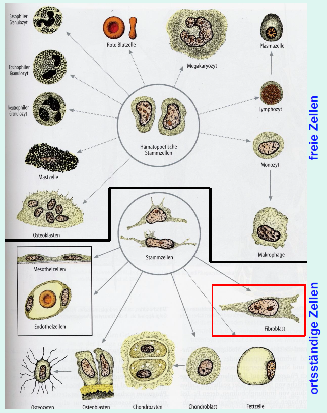 (1.ECM)2. Zellen? Stützgewebe Repetico