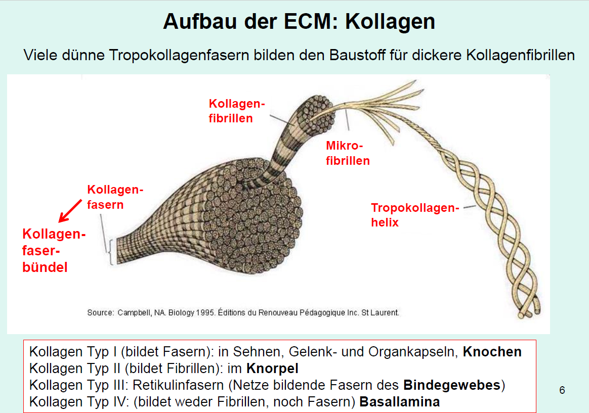 Aufbau von Binde, Stützgewebe Stützgewebe Repetico