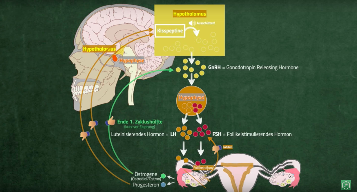 Why Orale Steroide preis  Is A Tactic Not A Strategy