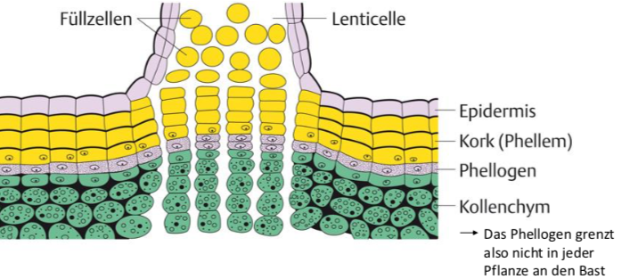 5 Lentizellen im Periderm Anatomie und Physiologie der Pflanzen
