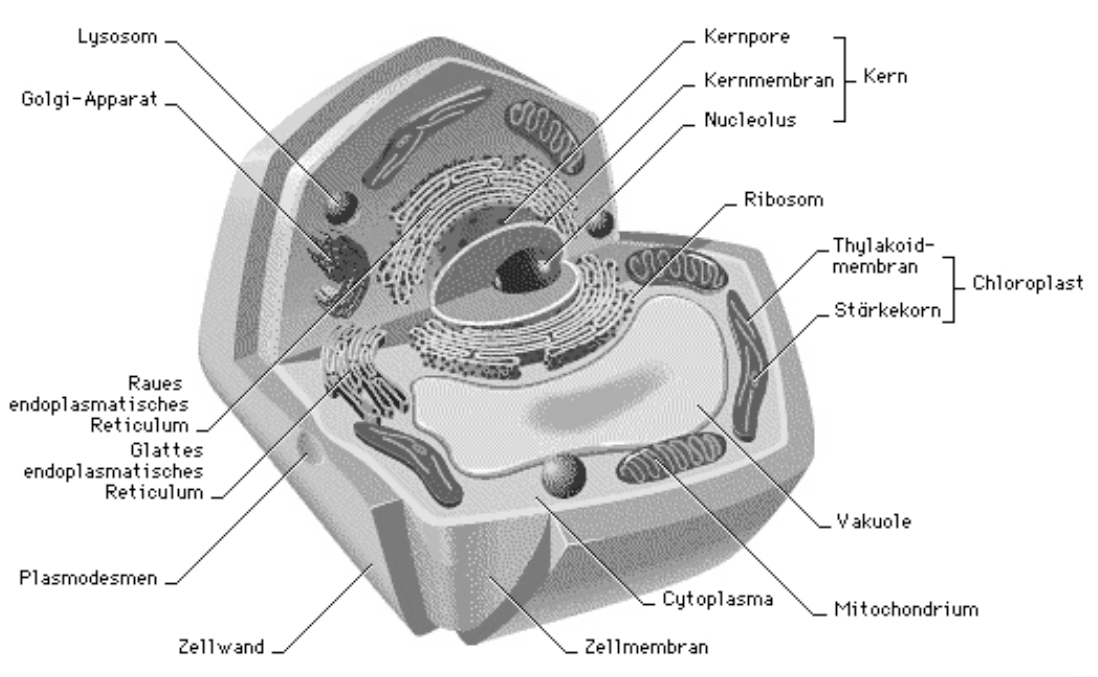 1 Schematische Darstellung Einer Pflanzlichen Zelle Zellbiologie Repetico