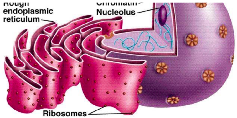 Was Ist Das Endoplasmatische Retikulum 1 Das Endoplasmatische Retikulum (ER) | Anatomie und Physiologie der