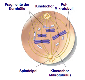 Kernhülle in der Mitose