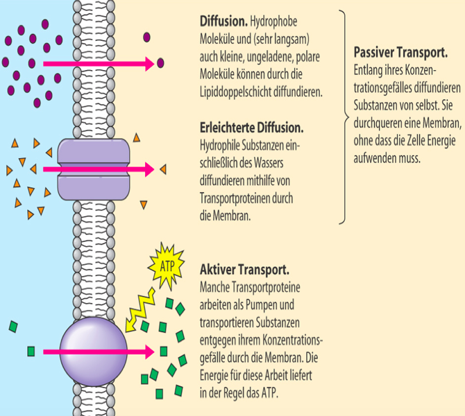 Stofftransport Durch Die Biomembran 1 Transport von Ionen, Substraten über eine Biomembran | Zellbiologie