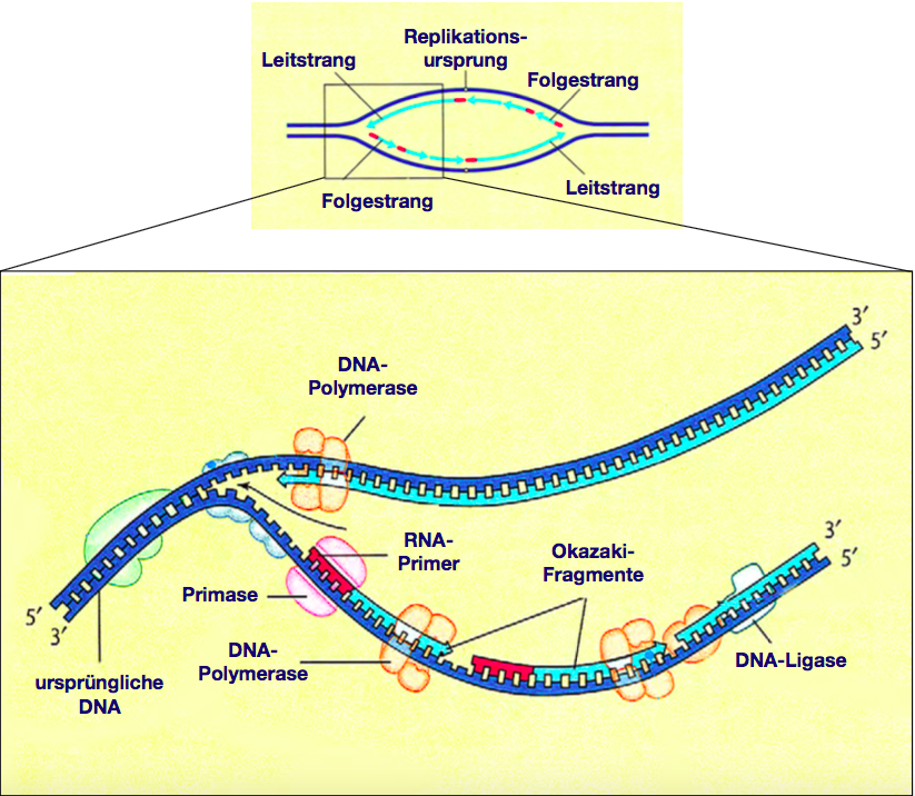 DNA Replikation | Genetik | Repetico