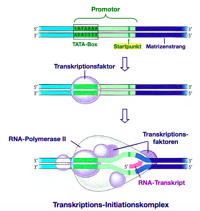 Initiation der der Transkription in Eukaryoten Repetico