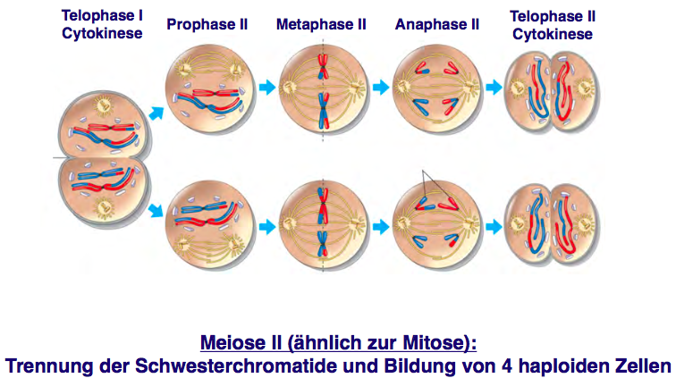 Meiotische Zellteilung (Phasen) | Genetik | Repetico