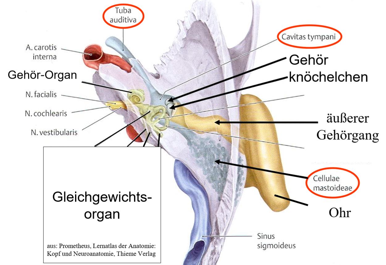 Felsenbein Anatomie Ganglion Geniculi FNYW felsenbein-anatomie-ganglion-geniculi-fnyw