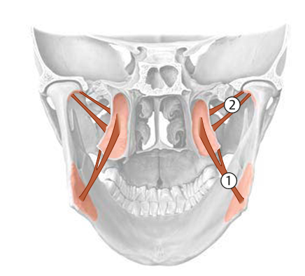was ist der Musculus pterygoideus lateralis und medialis... Kopfkurs