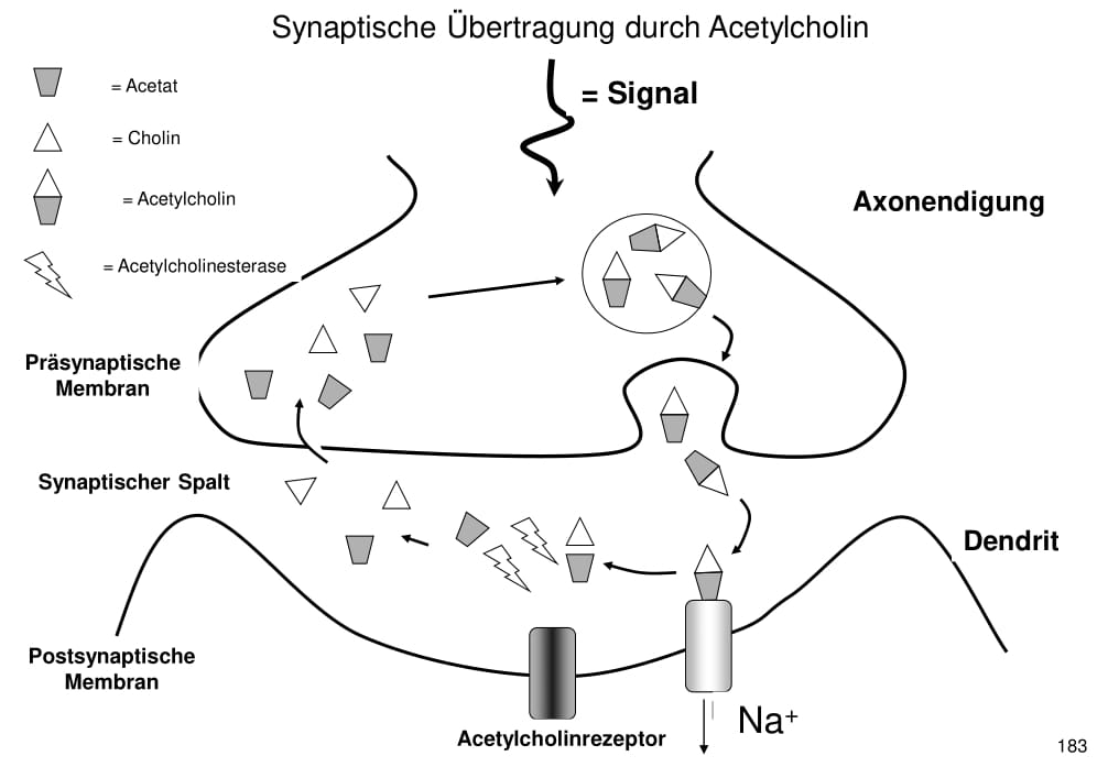 Wie funktioniert die synaptische Übertragung durch Acet... | Tierische Schädlinge | Repetico