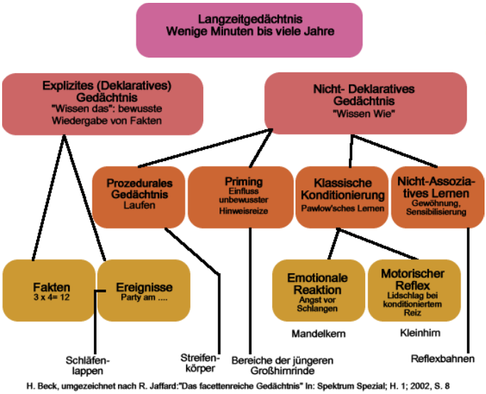 Gedächtnisarten - Langzeitgedächtnis 1. Schematische ... | Kognitive ...