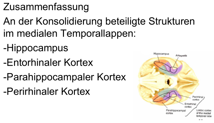 Konsolidierung Transfer Ins LZG 5 Ged chtnissysteme konsolidierung-transfer-ins-lzg-5-ged-chtnissysteme