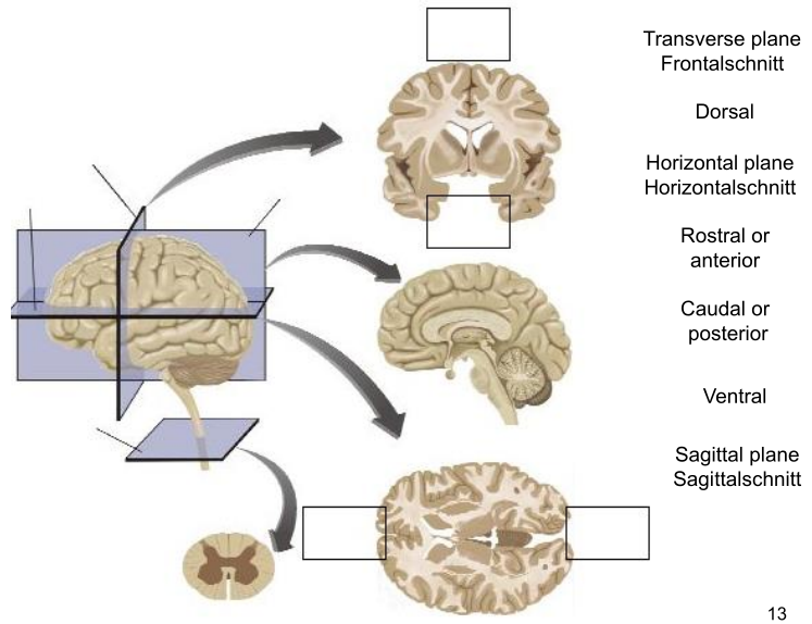 Schnitte Durch Das Gehirn (2) | Anatomische Lagebezeichnungen | Repetico