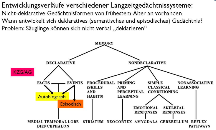 frühkindliche Entwicklung des Gedächtnisses 1. Wie fr... | Kognitive ...