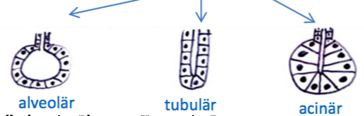 Wie kann die form der Drüsenstücke unterteilt werden? Histo Drüsen