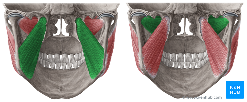 Was Versorgen Die Nn Pterygoidei Motorischh Hirnnerven Repetico