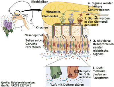 Wo Werden Die Riechzellaxone (1. Neuron) Auf Die Dendrit ...