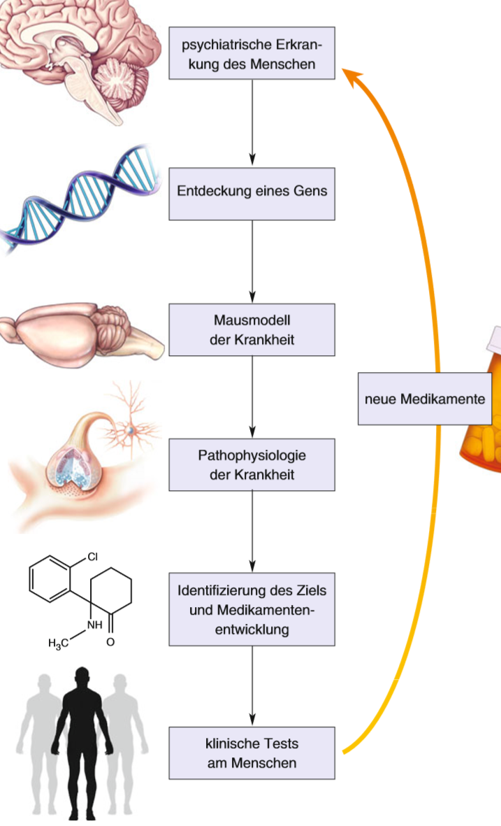 Mol. Medizin Beschreibe den Weg von Gen zur Behandlung