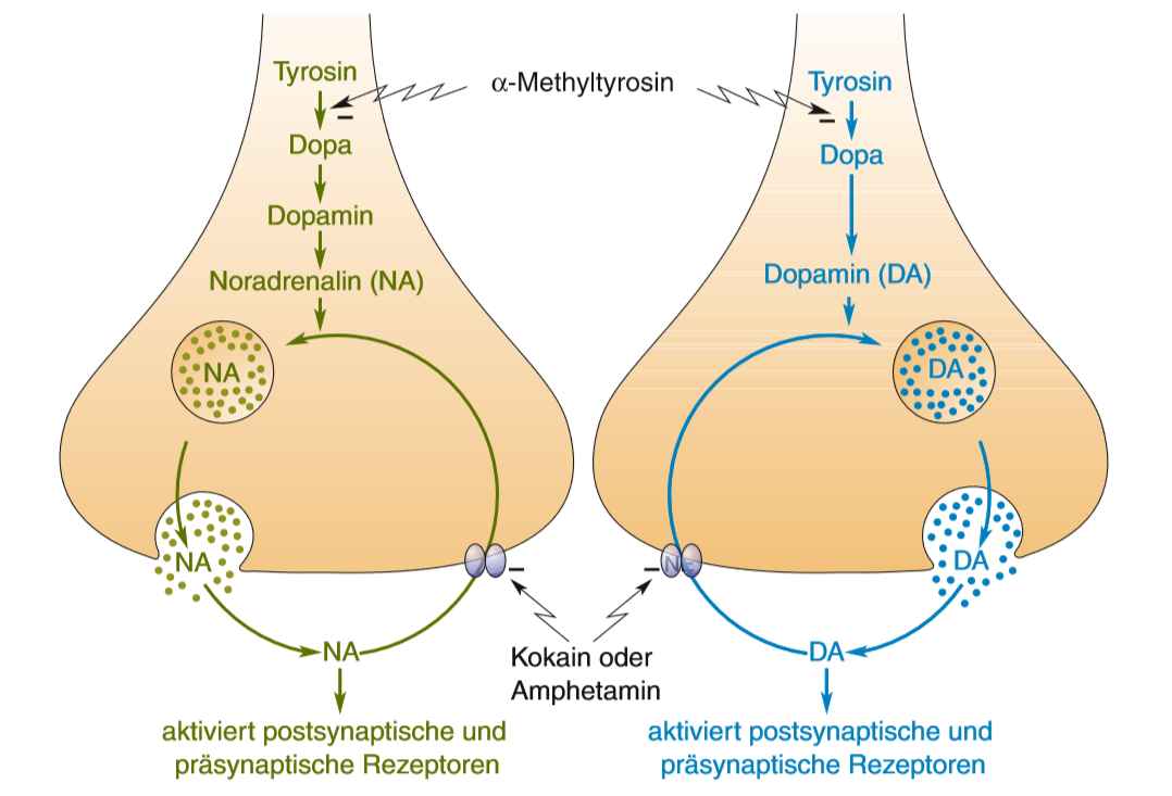 Pharmakologische Beeinflussung modulatorischer Systeme ...