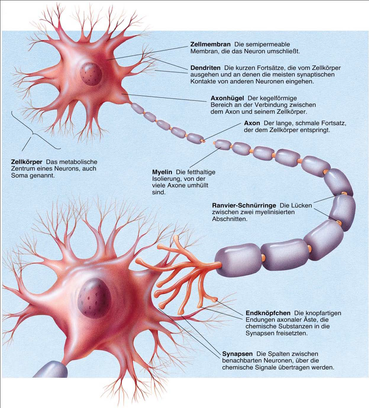 Dendriten und Axone