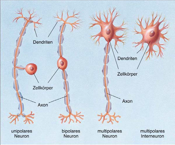 Neurone Werden Haufig Anhand Der Fortsatze Biologischepsychology Repetico