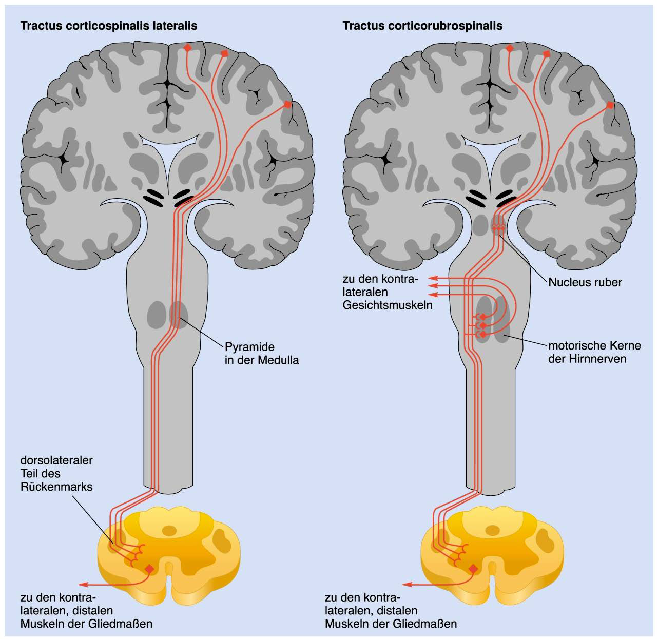 Wie werden die Signale der Neurone des primären motorischen…