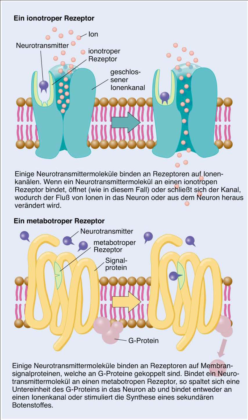 Beschreiben Sie Metabotrope Und Ionotrope Reze Biologischepsychology Repetico