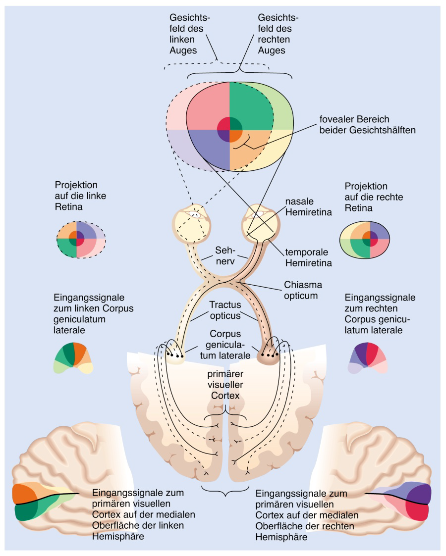 Beschreiben Sie den Weg der visuellen Inform... | BiologischePsychology ...