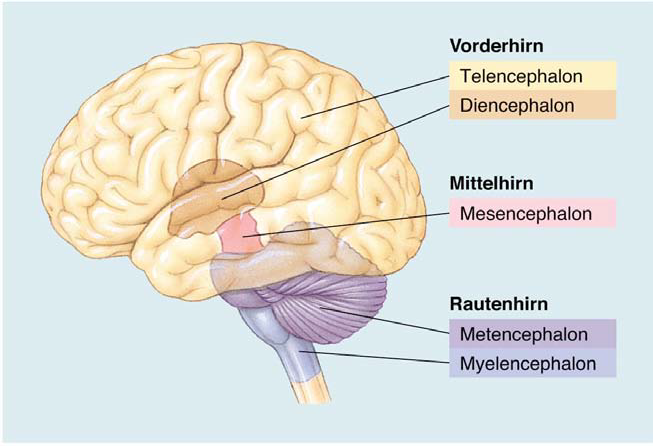 Die 9 Dopaminergen Bahnen Des Gehirns Arten Funktionen Und Damit ZGZM Die 9 Dopaminergen Bahnen Des Gehirns Arten Funktionen Und Damit ZGZM