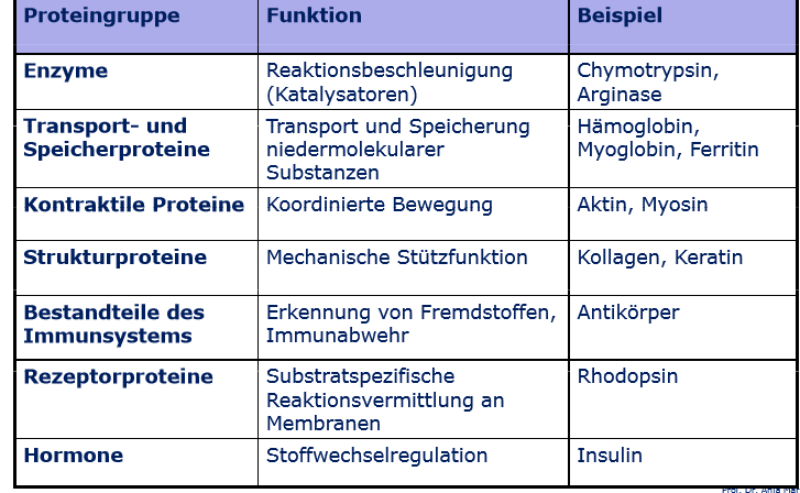 Welche Funktionen Haben Proteine Im Menschlichen Organis Ernahrungslehre U ...