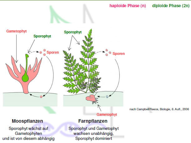 Verhältnis von Gametophyt und Sporophyt im Vergleich M... Botanik