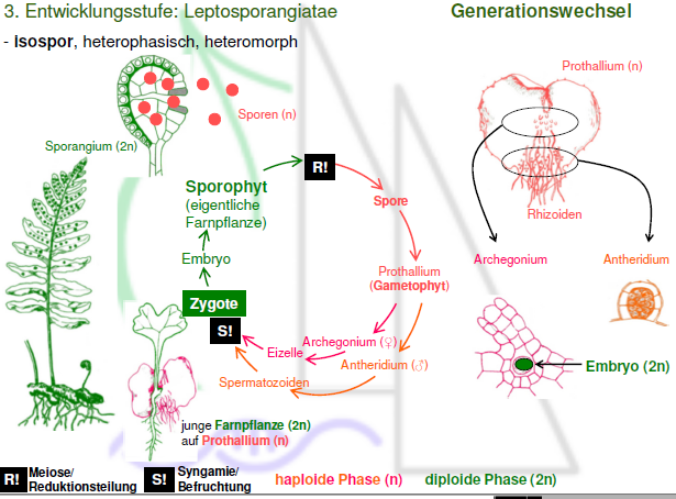 Leptosporangiatae - Generationswechsel | Botanik Ober 6/8 | Repetico