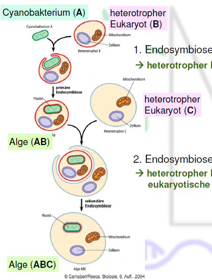 Was Ist Die Endosymbiontentheorie 1. Endosymbiose | Botanik Ober 3/8 | Repetico