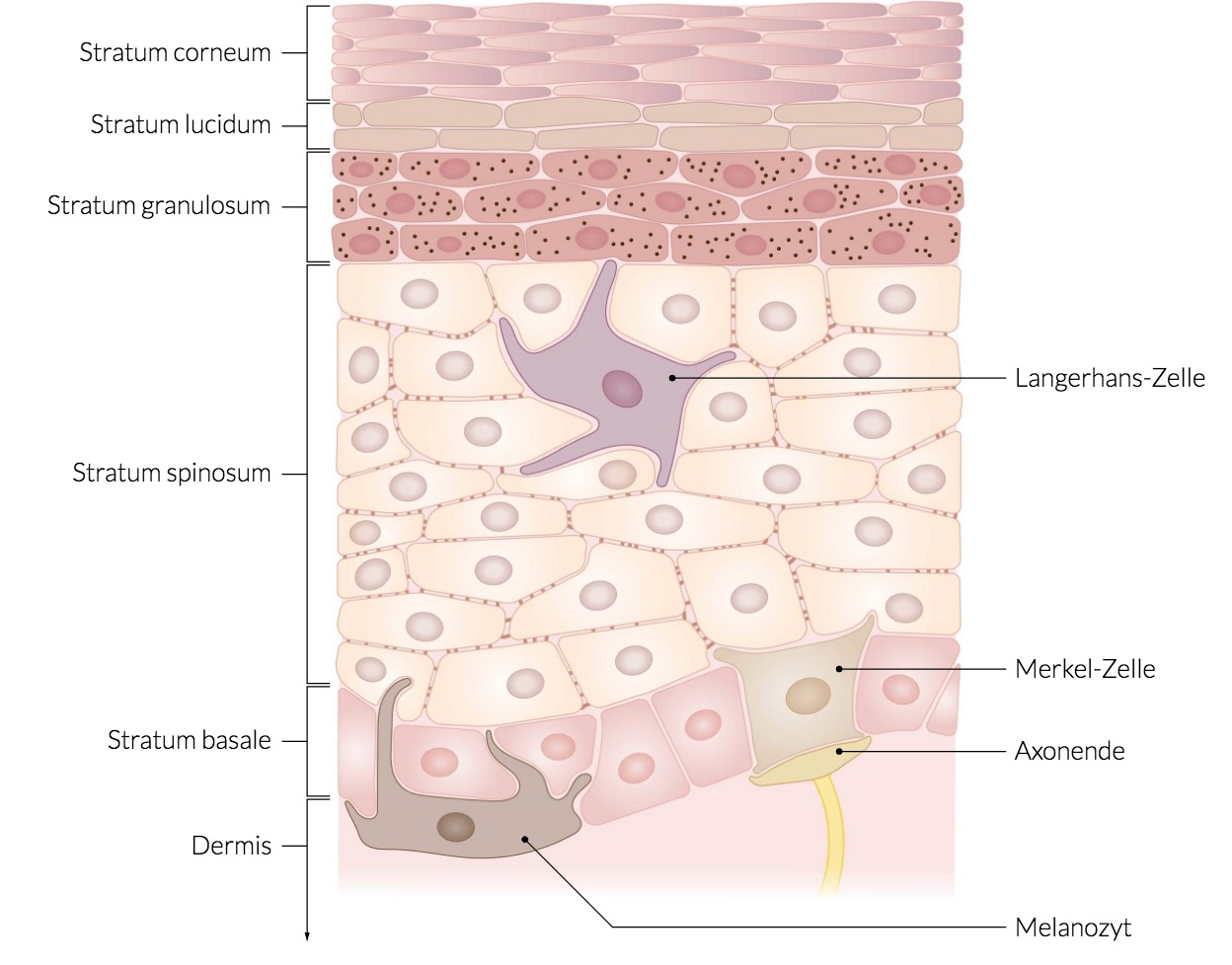 Lage, Form, Funktion vonStratum basale, stratum spinosu